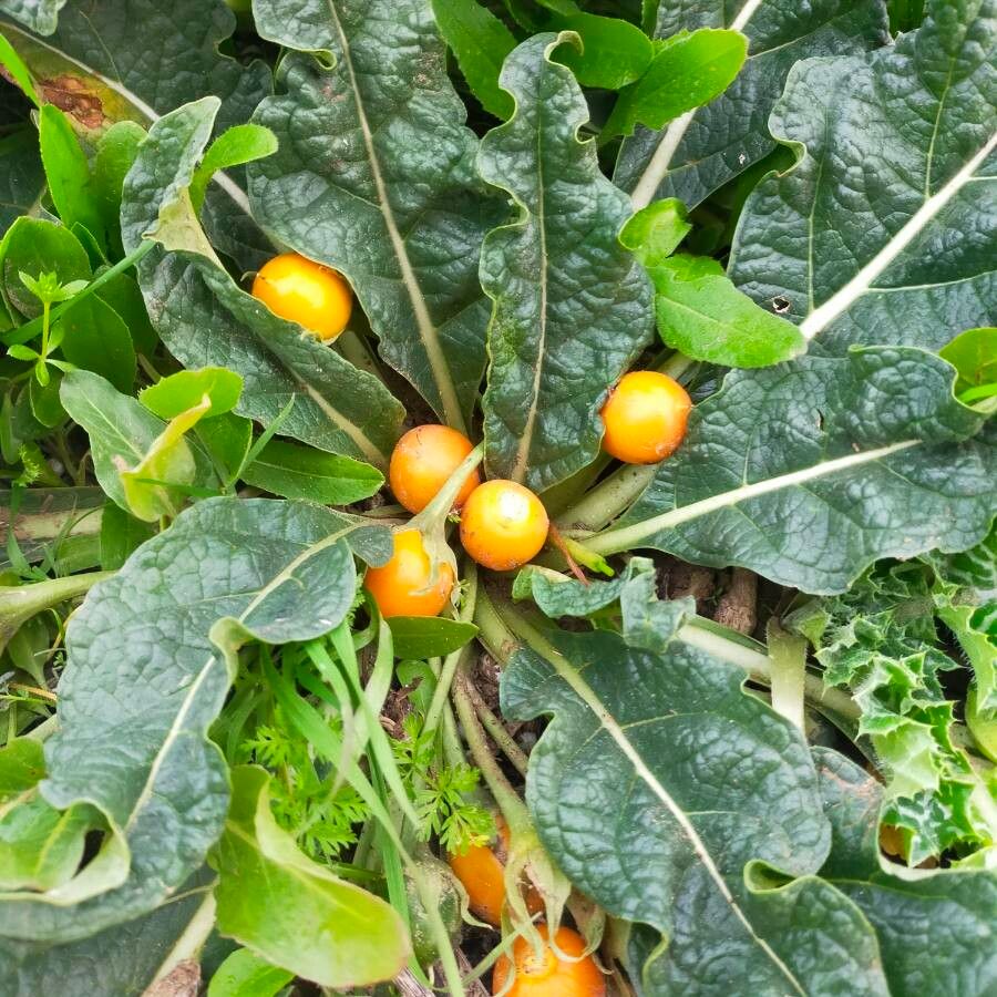 Mandragora officinarum fruit