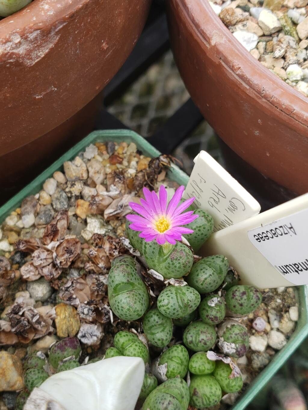 Conophytum marginatum flower