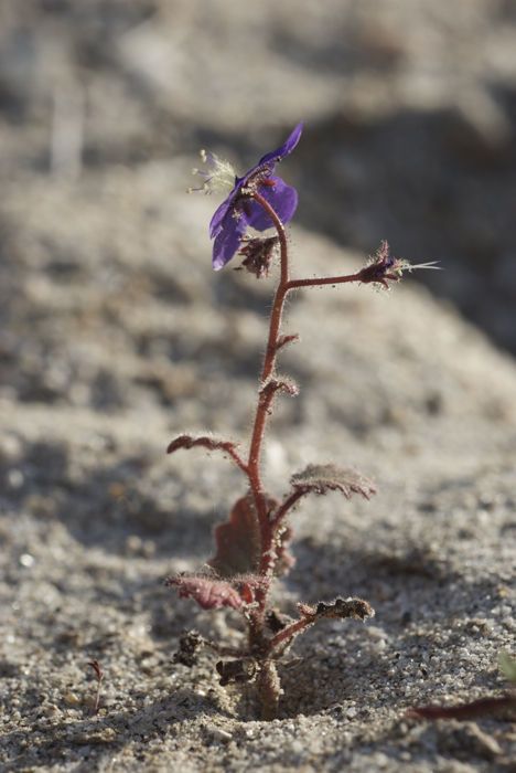 Phacelia parryi habit