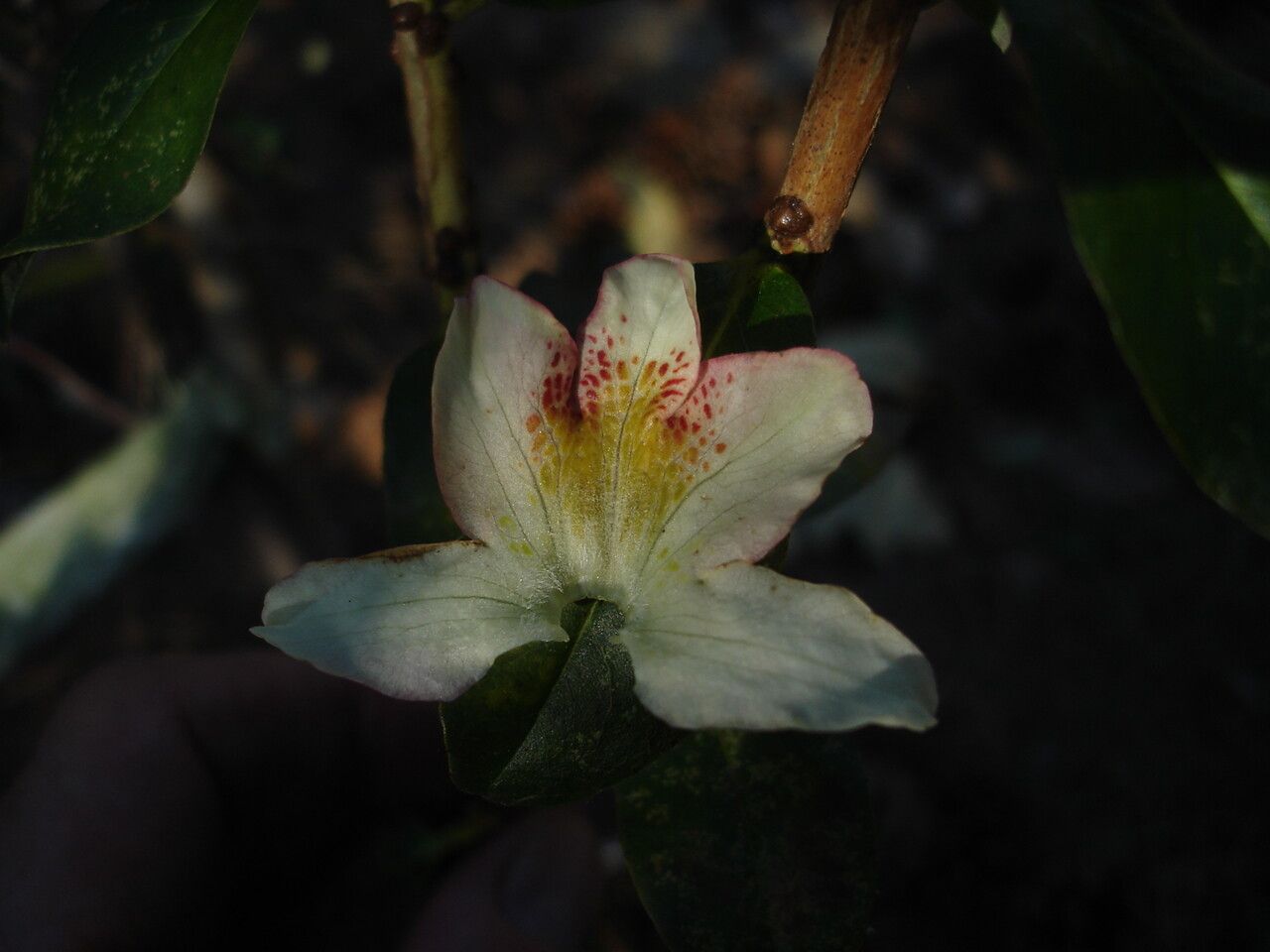 Rhododendron mekongense flower