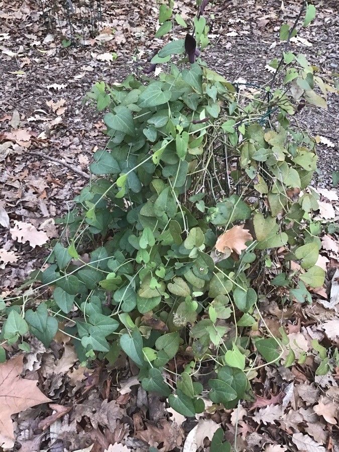 Aristolochia baetica leaf