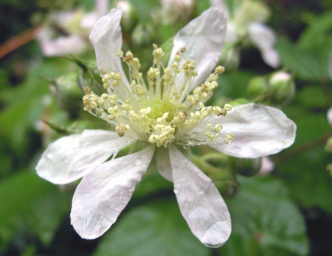Rubus bartonii flower