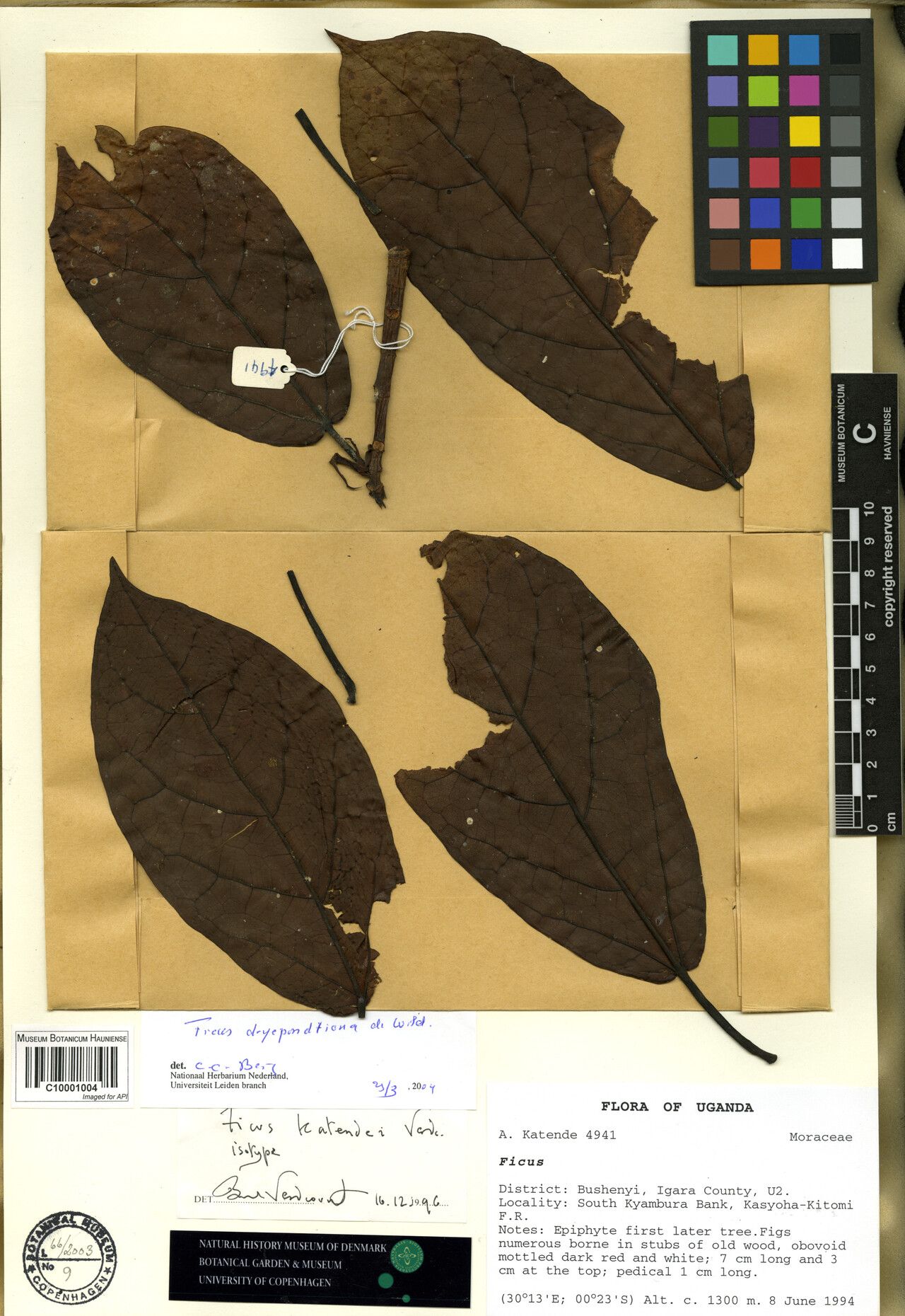 Ficus dryepondtiana — houseplant care guide