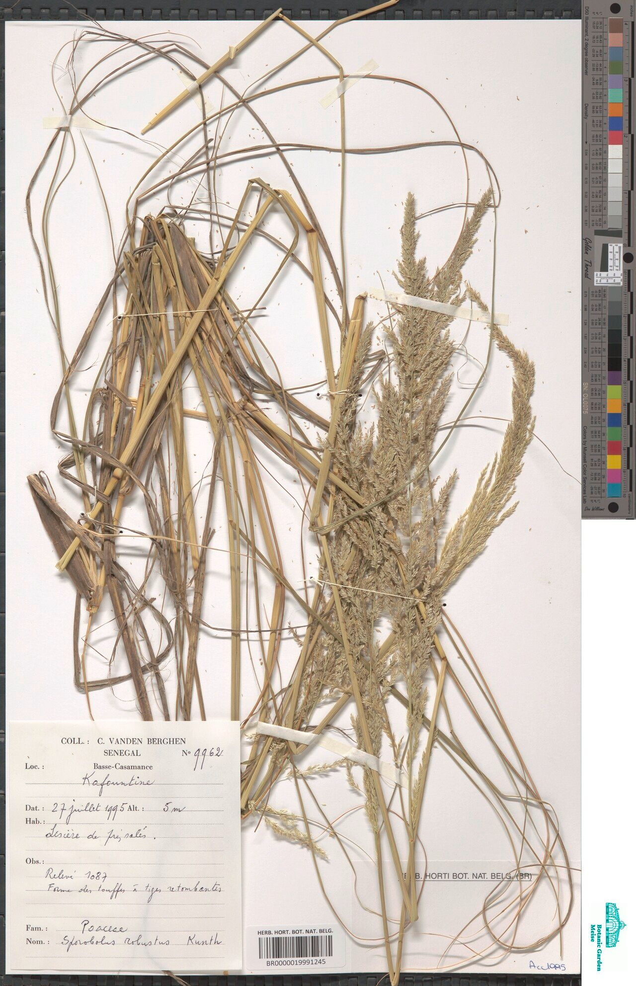 Sporobolus robustus — houseplant care guide