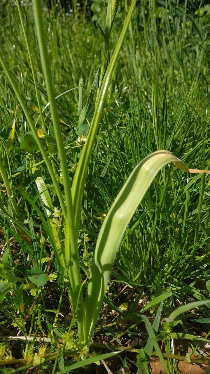Allium subhirsutum — search result for 'Allium'