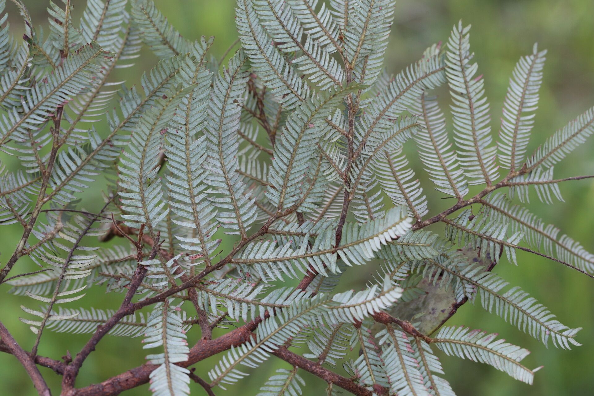 Brachystegia taxifolia — houseplant care guide