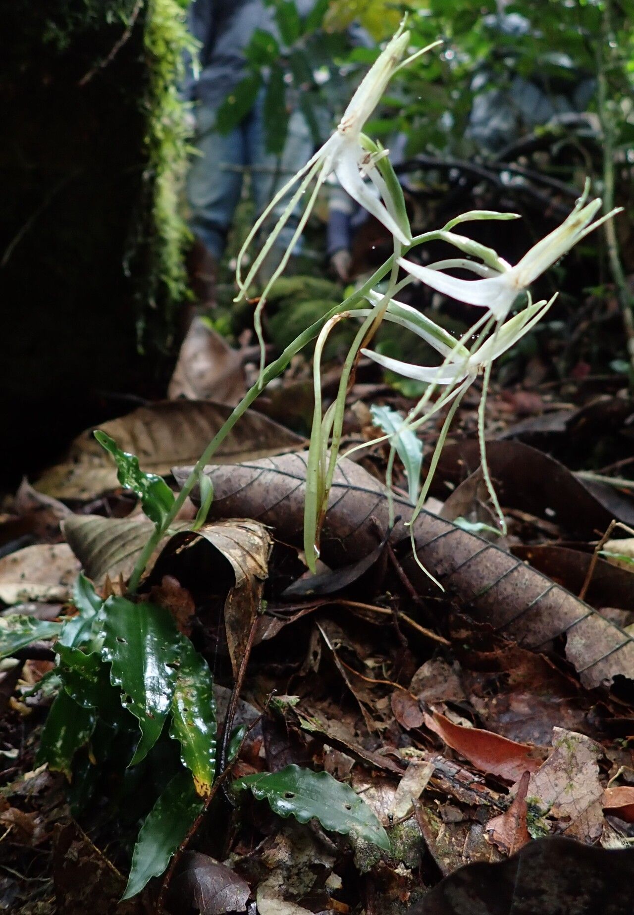 Habenaria macrandra flower