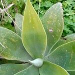 Agave attenuata