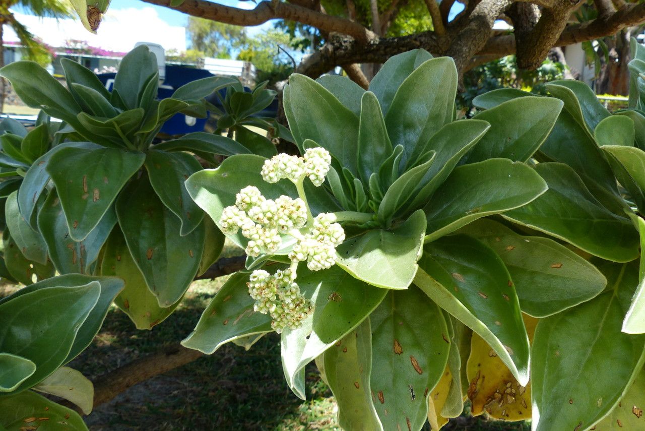 Tournefortia argentea flower