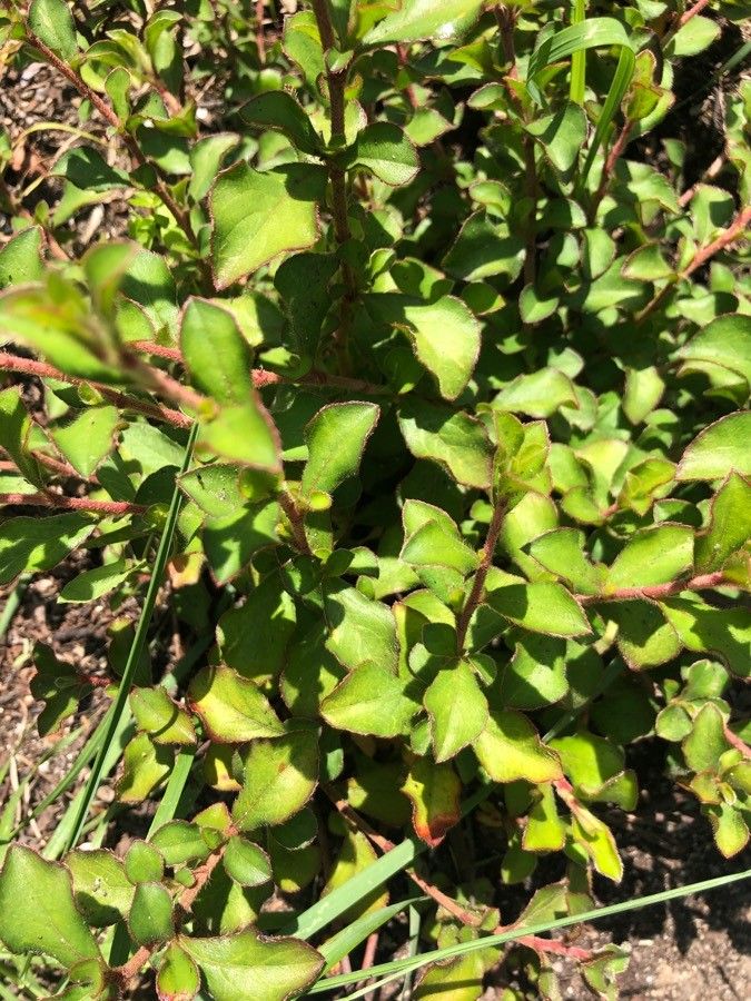 Ceratostigma griffithii