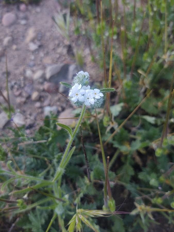 Cryptantha clevelandii flower