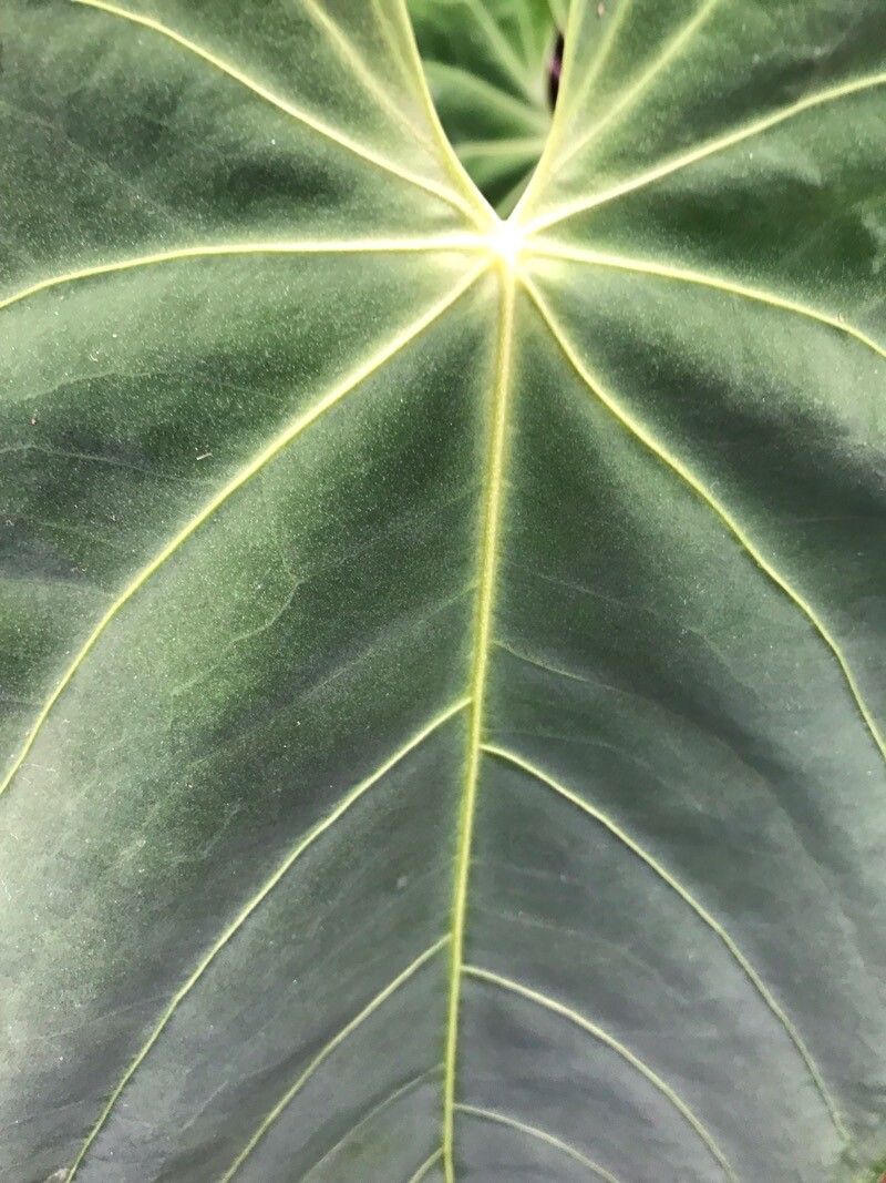 Anthurium quinindense — houseplant care guide