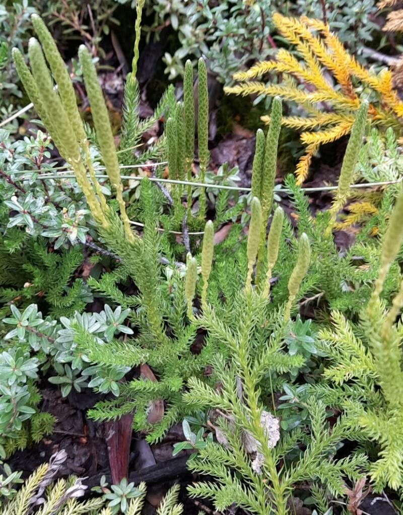 Lycopodium magellanicum habit