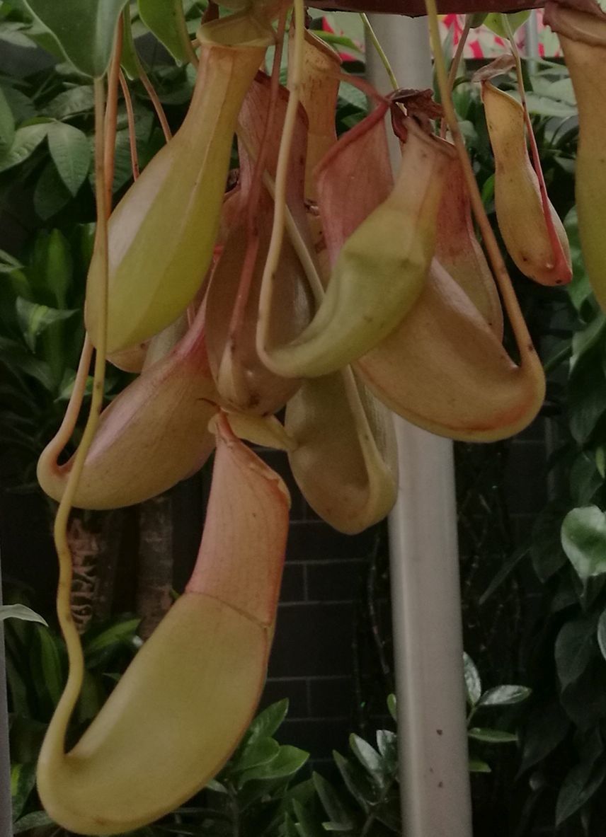 Nepenthes mirabilis flower
