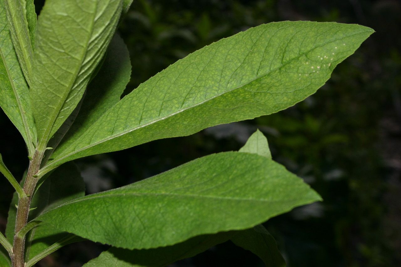 Cheirolophus mauritanicus — houseplant care guide