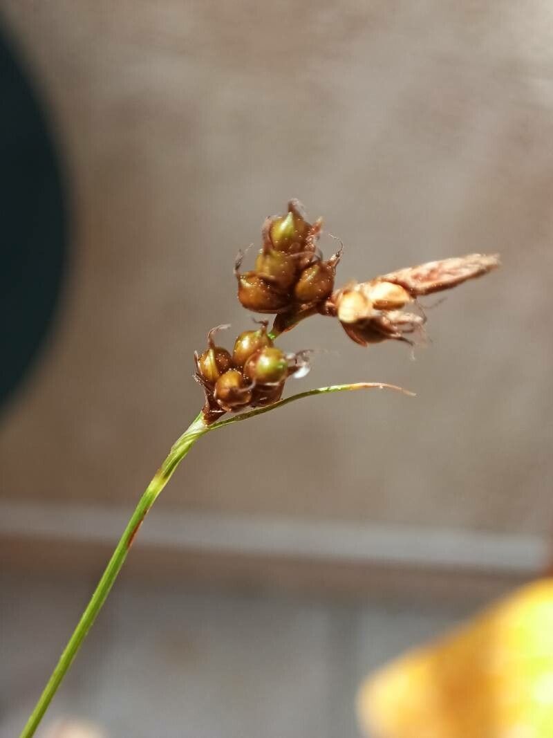 Carex liparocarpos flower