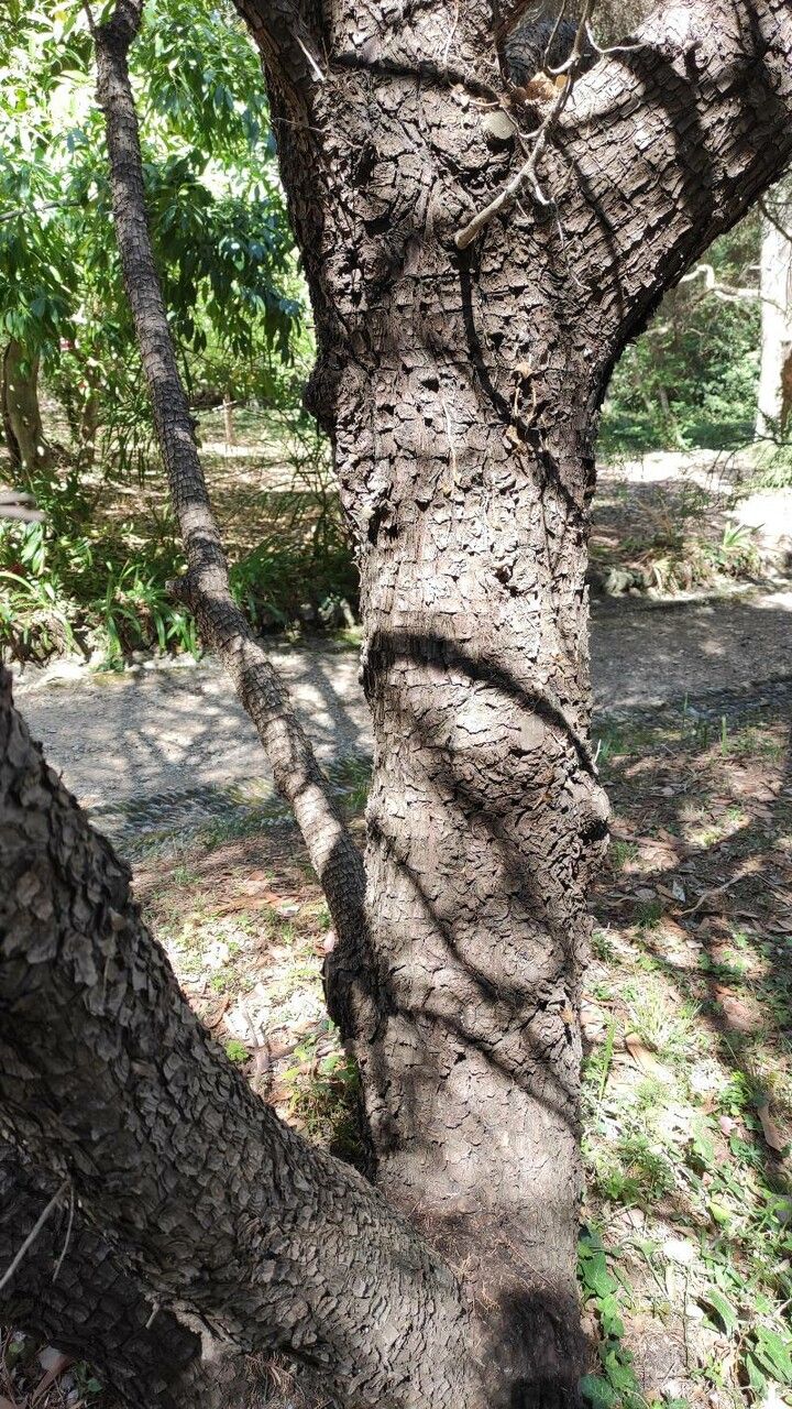 Juniperus deppeana bark