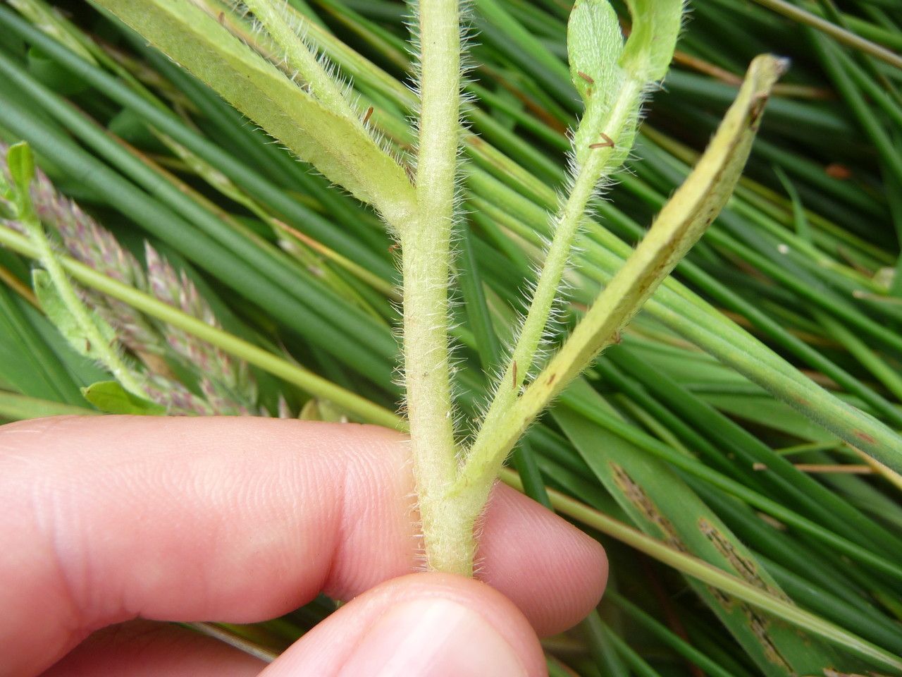 Myosotis secunda leaf
