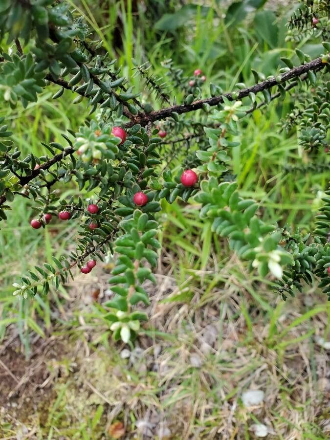 Empetrum rubrum leaf
