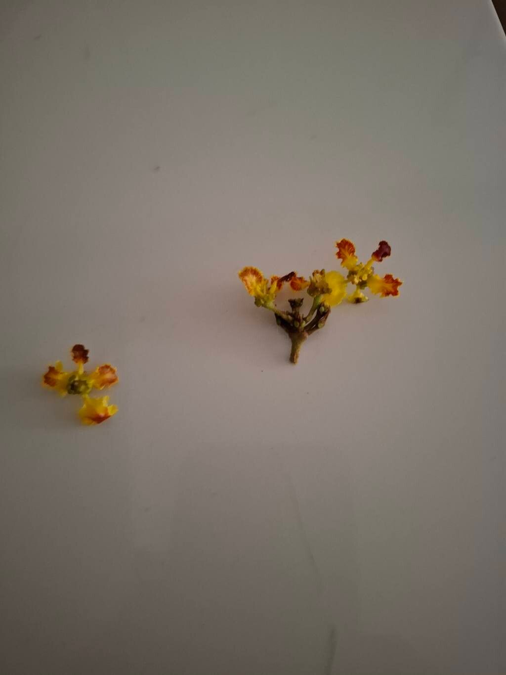 Stigmaphyllon puberum flower