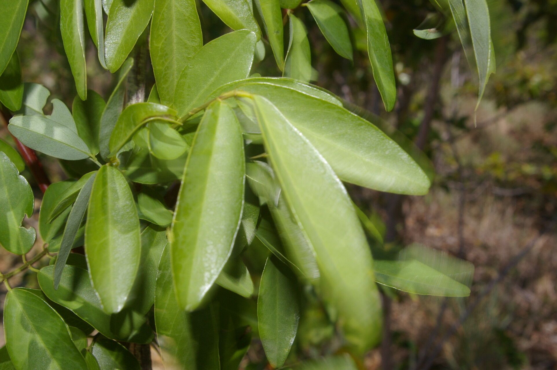 Coursetia elliptica leaf