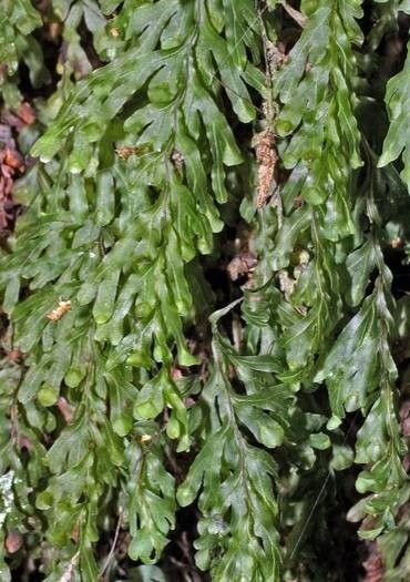 Hymenophyllum rarum — houseplant care guide