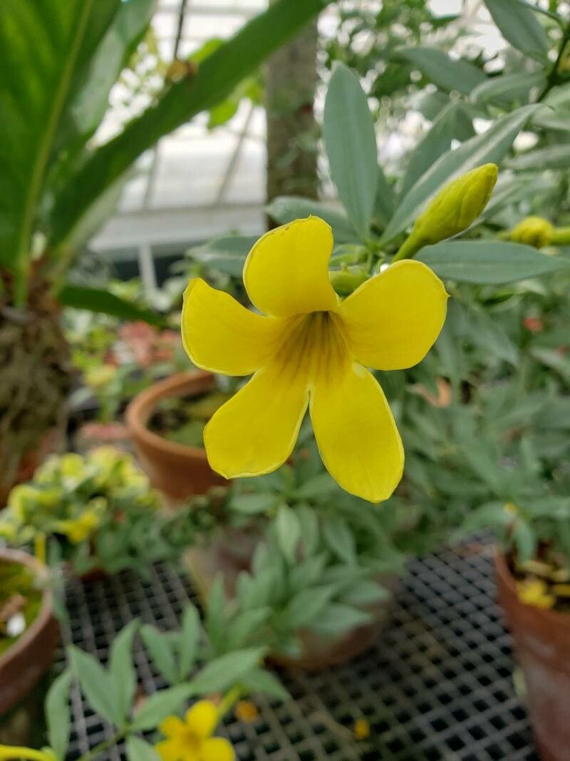 Allamanda schottii flower