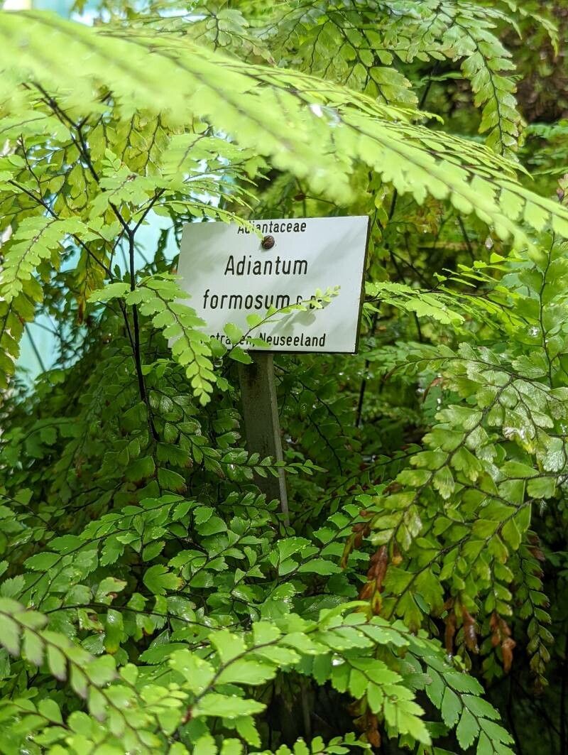 Adiantum formosum other