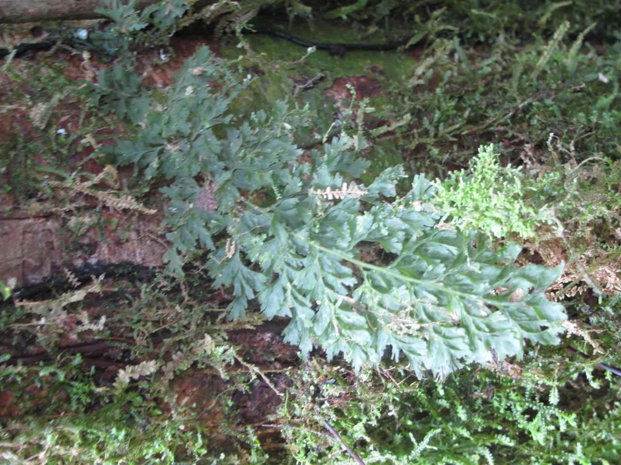 Trichomanes radicans habit