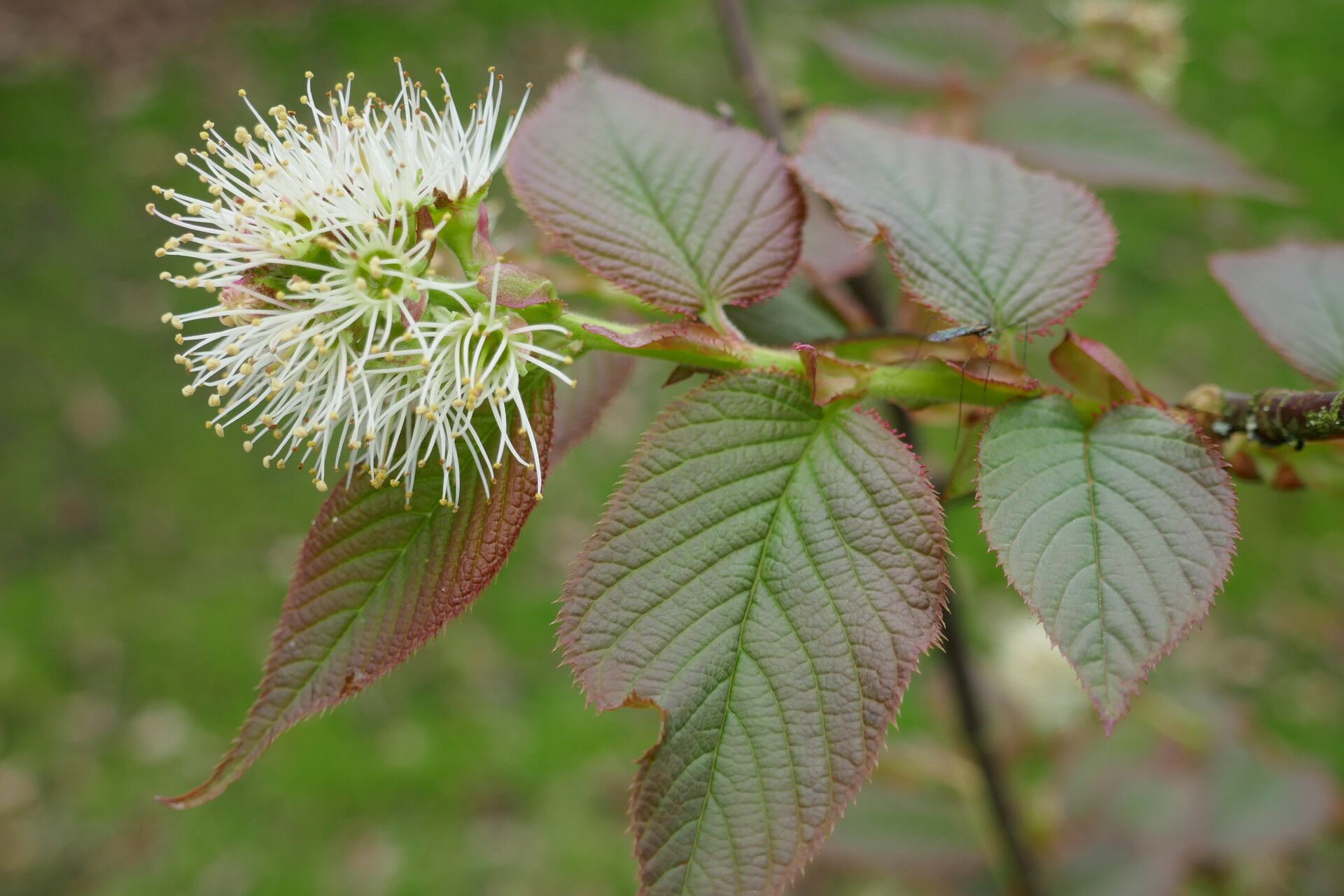 Prunus himalayana flower