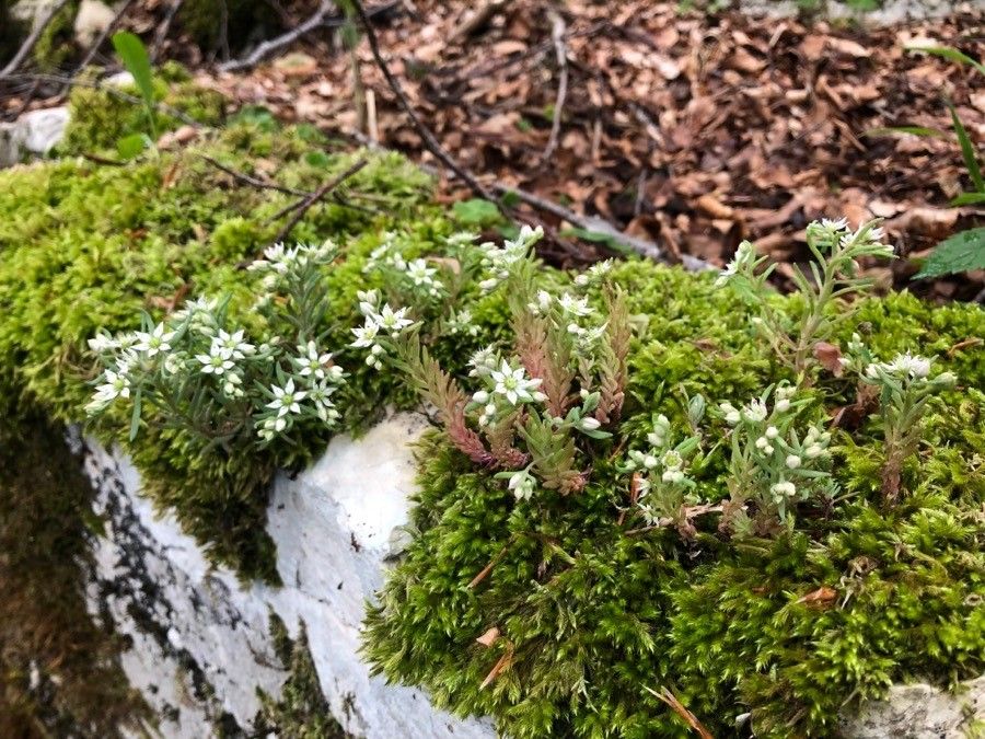 Sedum hispanicum flower