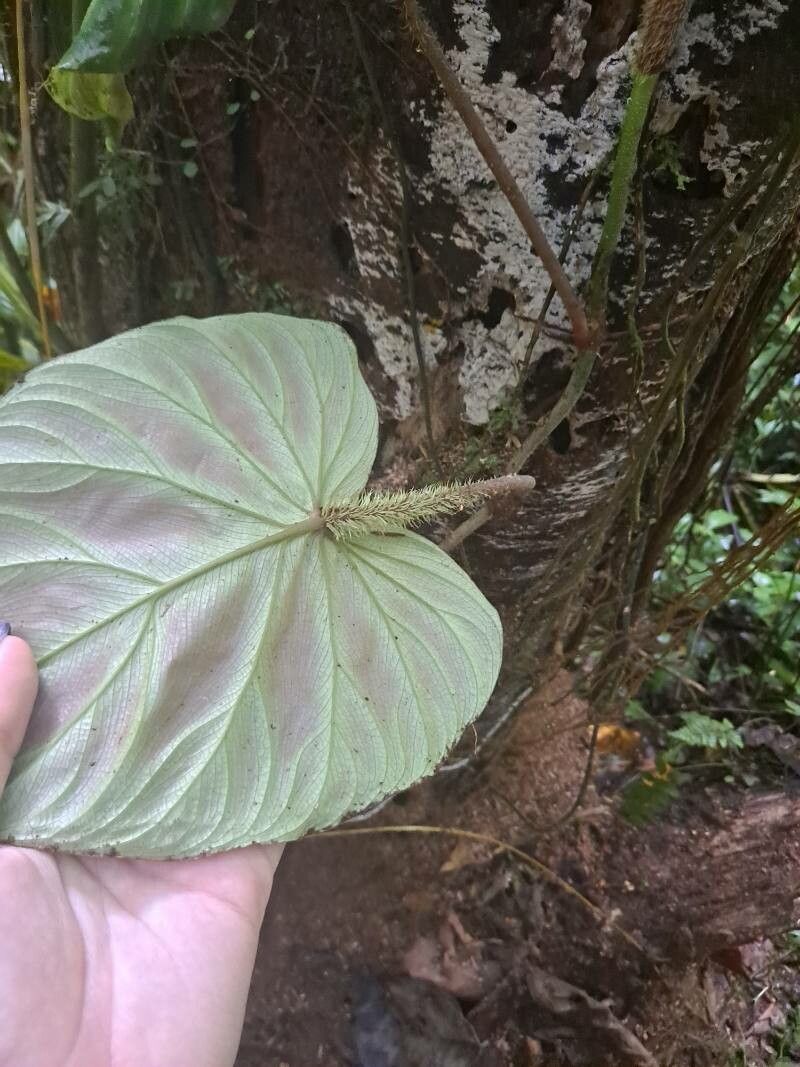 Philodendron verrucosum other
