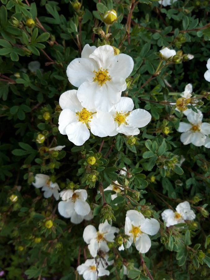 Cistus salviifolius leaf