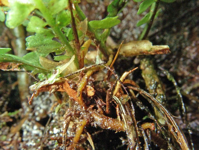 Asplenium pteropus fruit