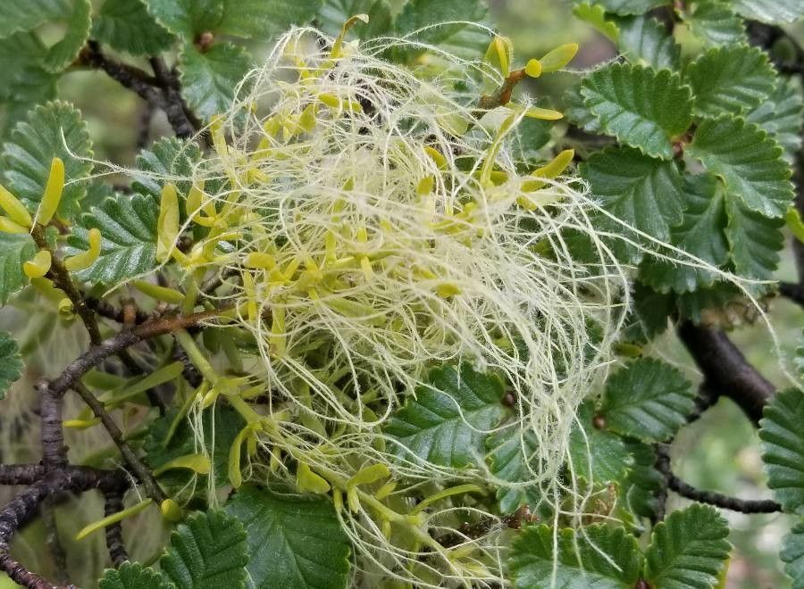 Nothofagus pumilio flower