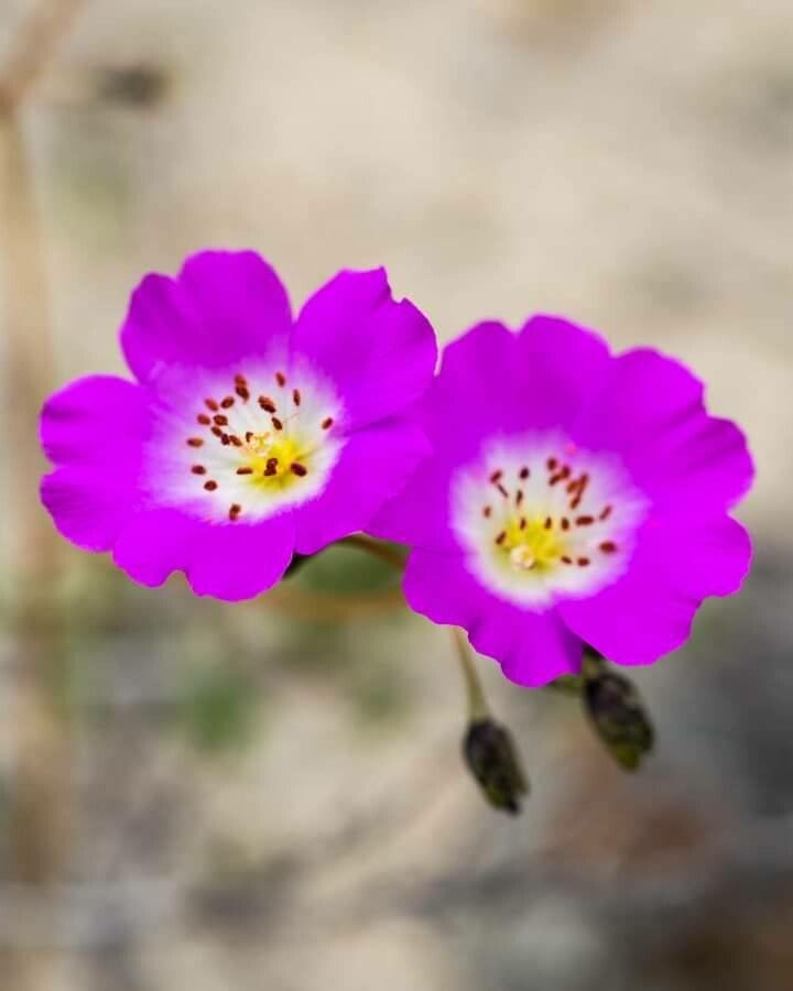 Cistanthe longiscapa — houseplant care guide