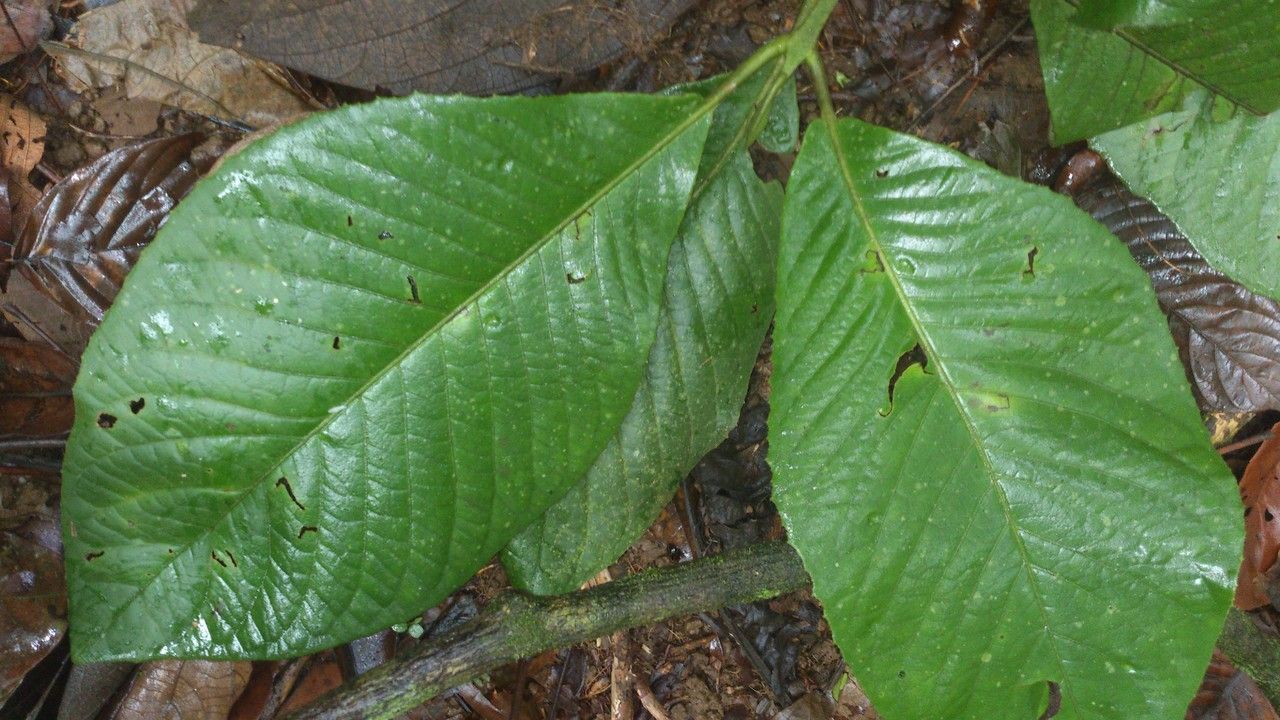 Siparuna pauciflora leaf