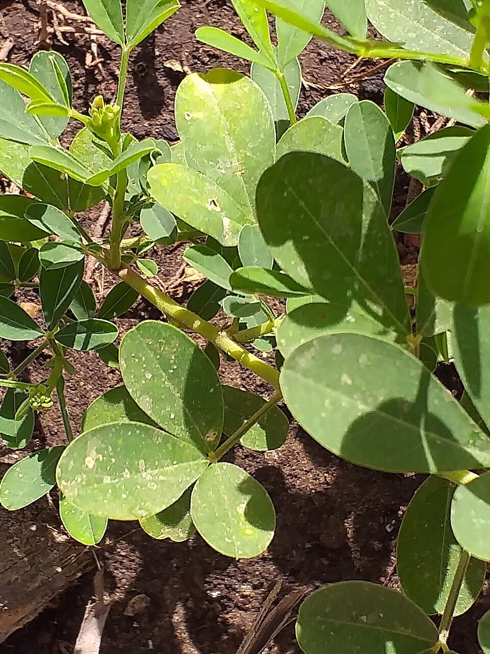 Crotalaria naragutensis — search result for 'Crotalaria'
