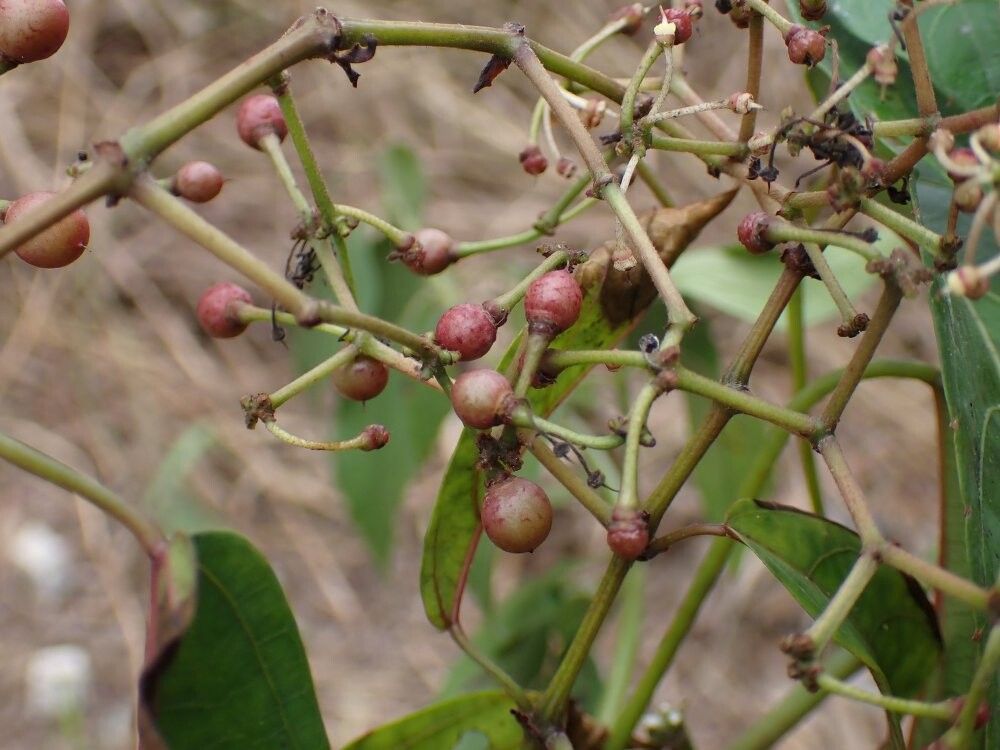 Cissus leonardii — houseplant care guide