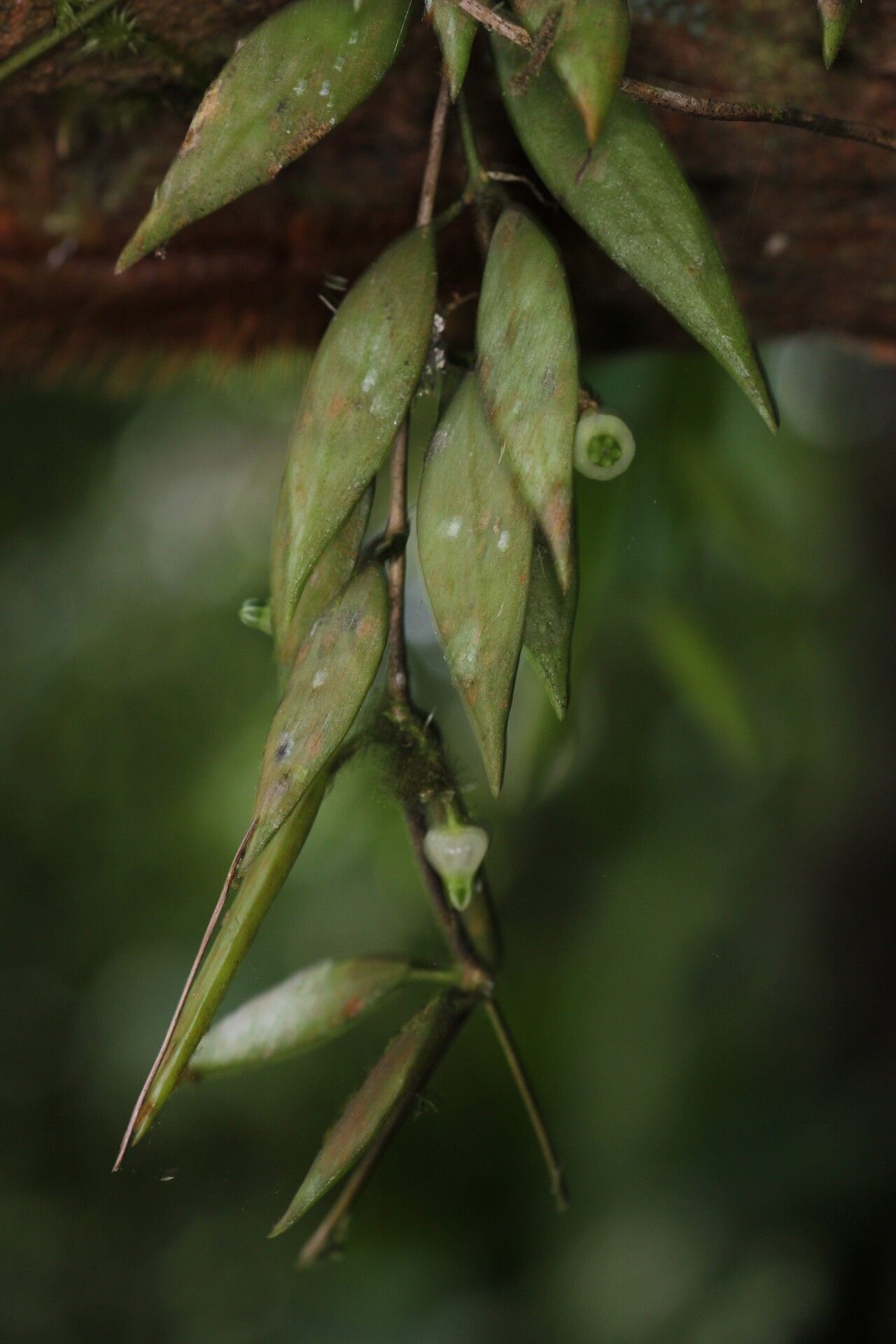 Dischidia angustifolia flower