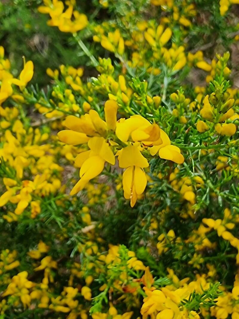 Genista triacanthos flower