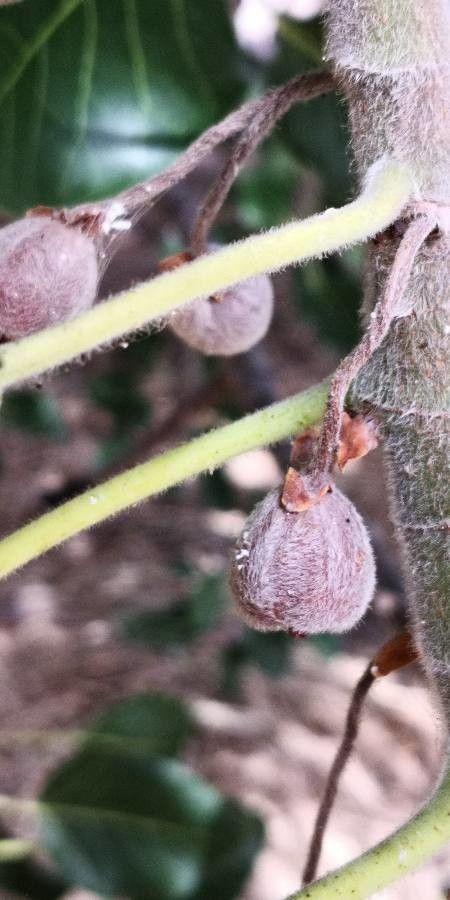Ficus petiolaris fruit
