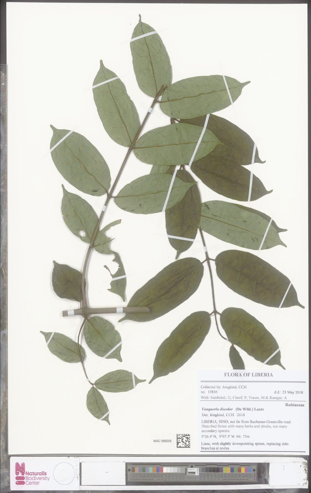 Vangueria discolor — related species from the same genus