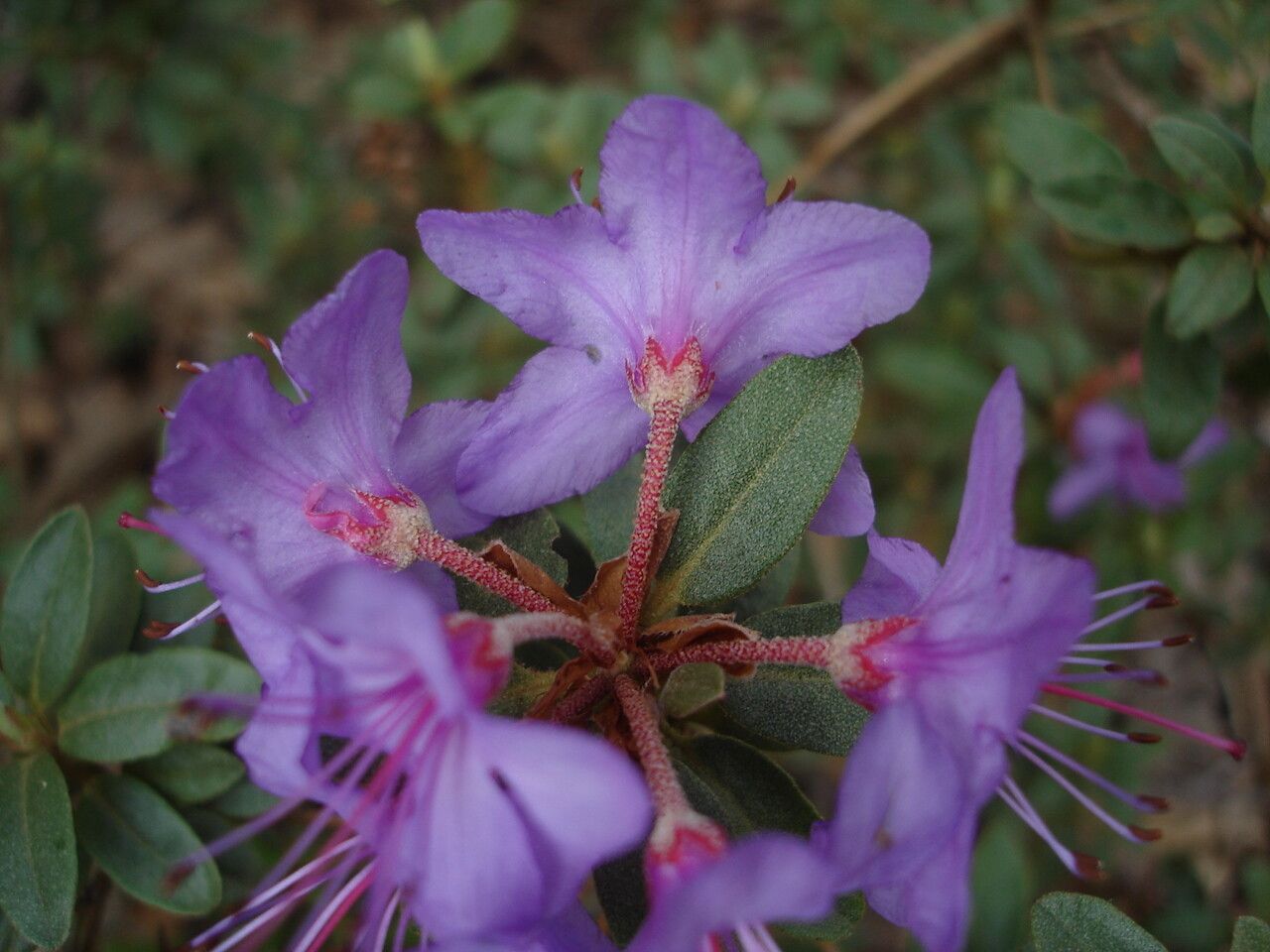 Rhododendron zaleucum flower