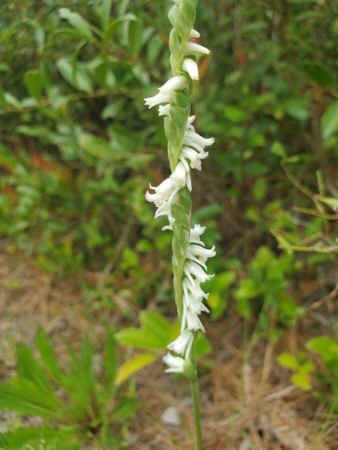 Spiranthes vernalis — search result for 'Bahamas'