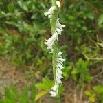 Spiranthes vernalis