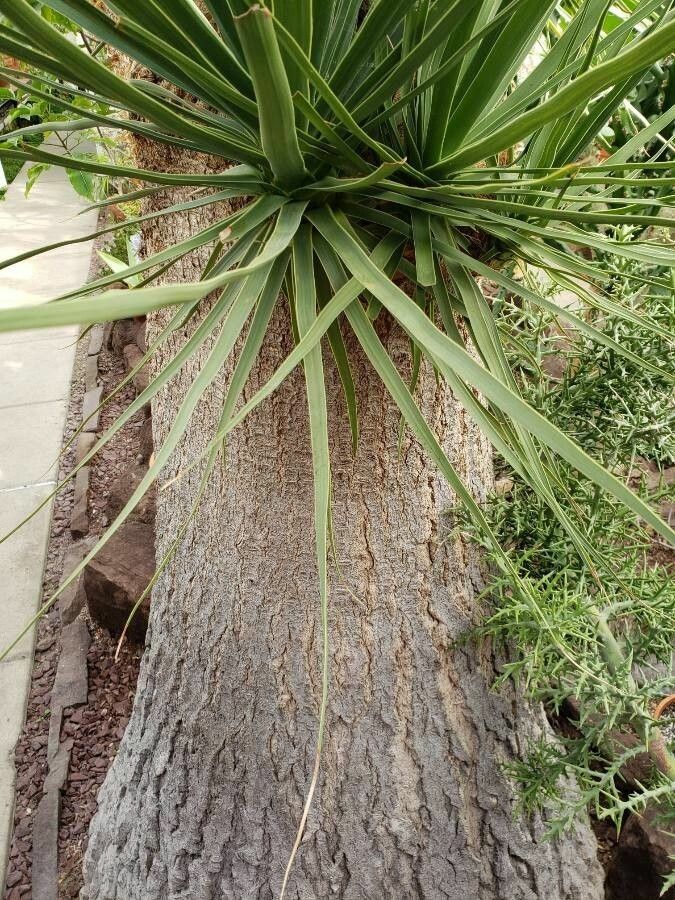 Yucca elata — search result for 'Yucca'
