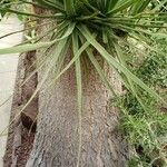 Yucca elata