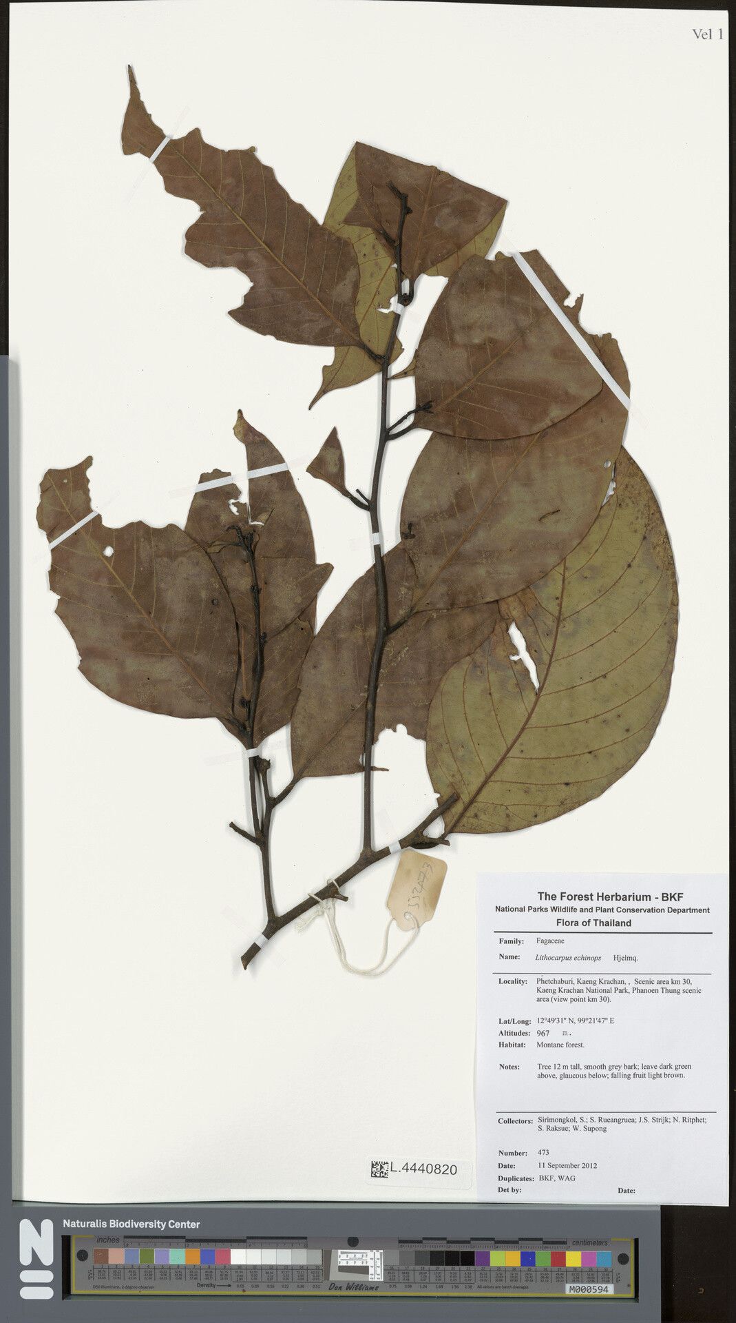 Lithocarpus echinops — search result for 'Echinops'