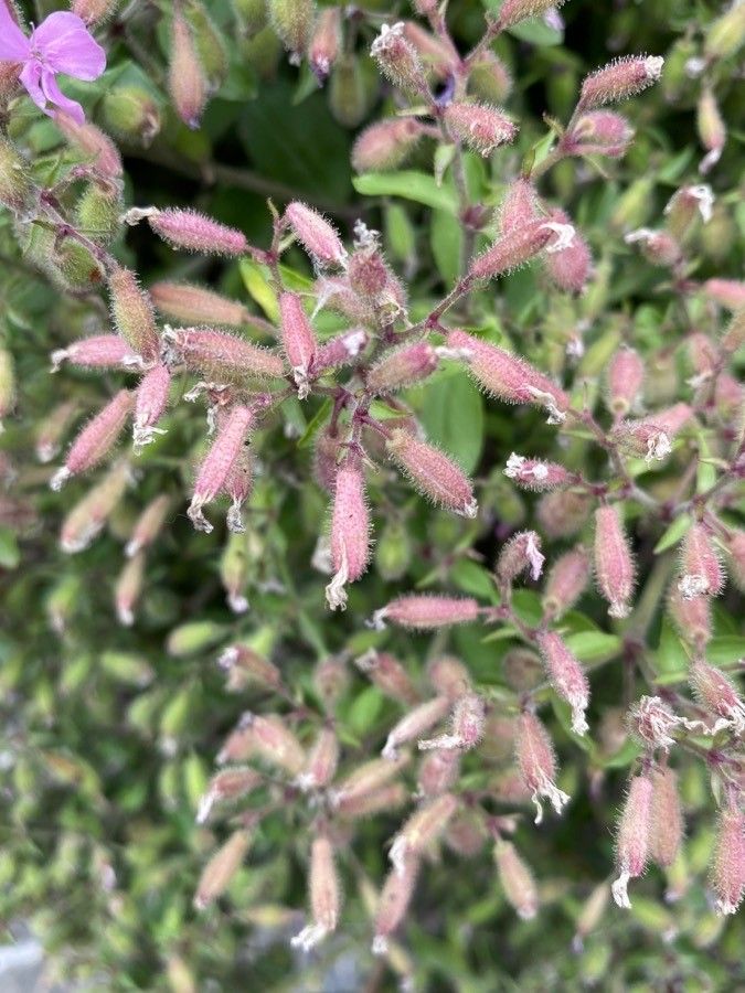 Saponaria ocymoides fruit